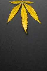 Foto op Aluminium Vertical image of marihuana leaf on grey surface © vectorfusionart