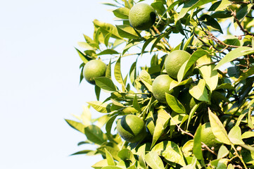 Beautiful and fresh green unripe tangerines on a branch in the summer against the blue sky.
