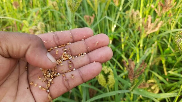 Eleusine coracana or finger millet plants. It is called Ragi and madua in India and Kodo in Nepal. It  is an annual herbaceous plant. Its widely grown as a cereal crop in the in Africa and Asia.