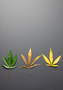 Vertical image of marihuana leaves on grey surface