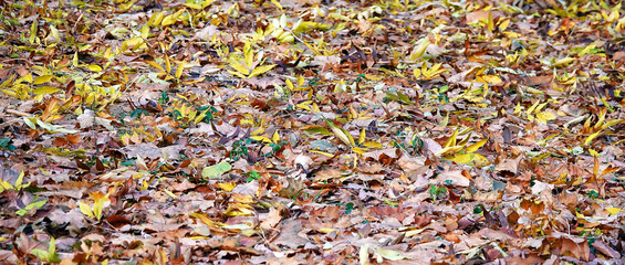 Autumn leaves background