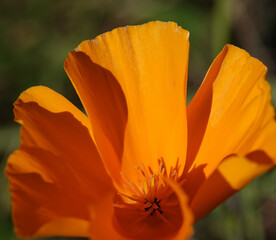 Eschsholzia Californian - plant flower