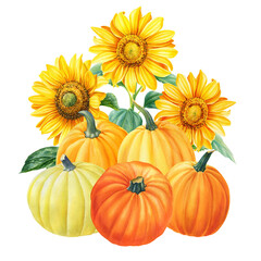 Autumn Pumpkin and sunflowers on isolated white background, watercolor illustration, hand drawing