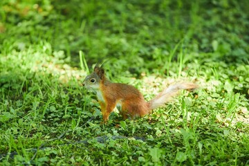 Naklejka na ściany i meble A red squirrel is sitting on the green grass