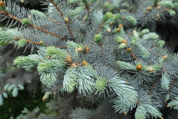 Picea pungens branches with fresh spring foliage in May