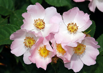 Rosehip dog - plant flower