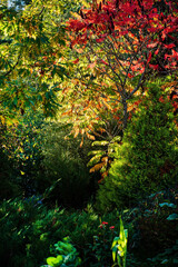 autumn park with nice trees