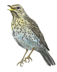 Digital card with wild forest bird. With transparent layer.