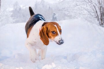 Portrait of american beagle dog walking in snow on camera in winter in park