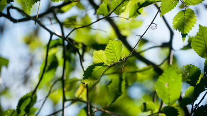 Hojas verdes a contraluz en ramas de arbol