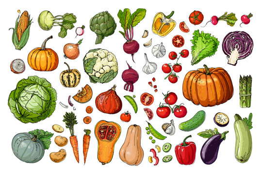 Food vector vegetables. Colored sketch of food products. Pumpkin, cucumber, eggplant, turnip, pumpkin, salad, beet