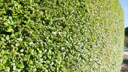 Seto alto recortado en jardín