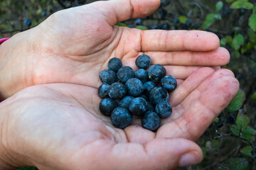 Handful of ripe blackthorn berries in kid's hands. Autumn and abundance concept.