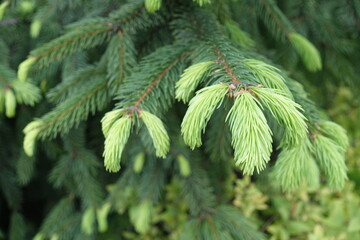 Macro of fresh foliage of European spruce in May