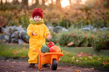 a child in yellow overalls drives a toy car with vegetables against the backdrop of a vegetable garden and cabbage beds