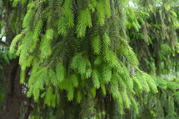 Norway spruce with fresh spring foliage in May