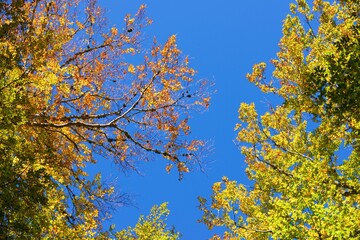 Autumn tree in the Pyrenees