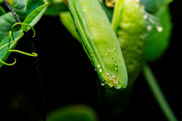 Young pea pods in selective focus at high magnification.
