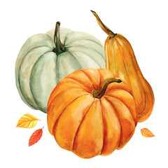 Set pumpkin, watercolor hand drawing illustration. Autumn harvest