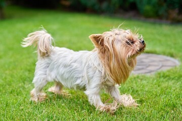 Small dog breed Yorkshire terrier dog on a green lawn