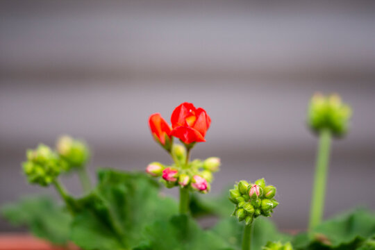 Geraniums flowers blooming in spring and summer against a blurred background. Summer.