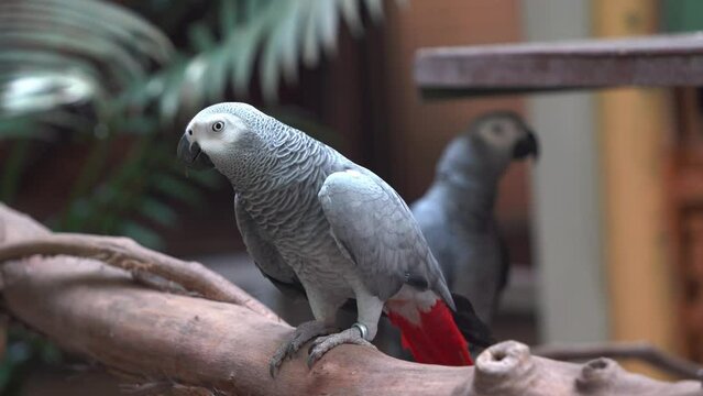 Two congo African grey parrot, psittacus erithacus perched on wooden log, happily chirping, scratching its head with feet at Langkawi wildlife park, Malaysia, Southeast Asia.