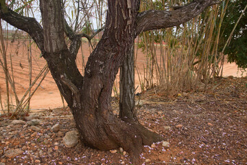 Close-up of the trunk of an old almond tree. Image with copy space
