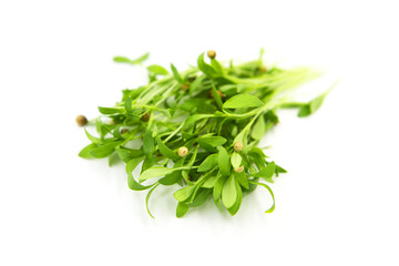 Micro greens coriander sprouts isolated on white background.