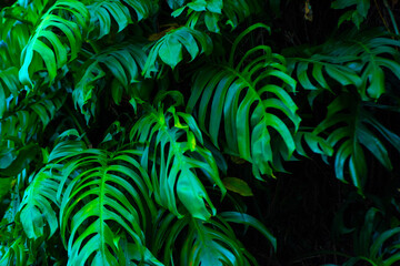 The green monstera leaves in the tropical forest are separate Swiss Cheese Plant on a white background.