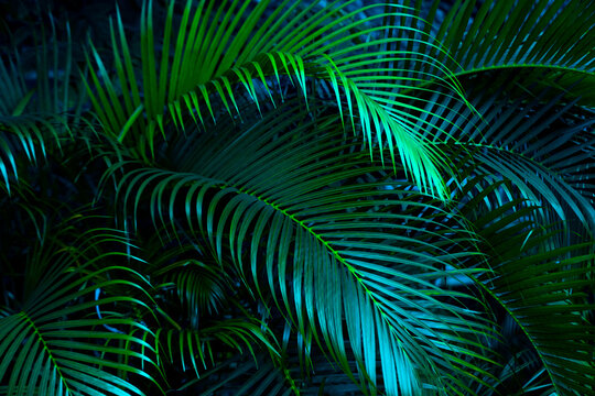 The natural background of palm leaves in a tropical forest.