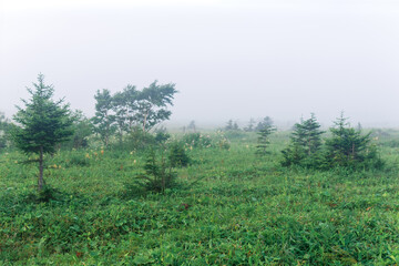 morning foggy natural landscape, wet meadow with small firs