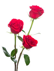 Bouquet of three roses. Several red roses on a white background.