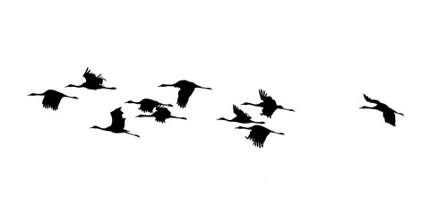 silhouettes in flight of Common Crane (Grus grus), isolated in PNG, with transparent background	
