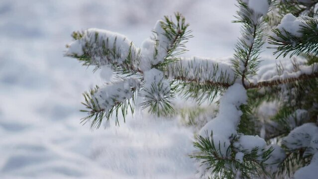 Snowy pine branch swaying on cold wind shaking off layer white snow close up.