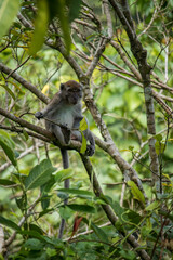 Long Tailed Macaque sitting on a tree branch in the forest of Mount Seulawah Inong.