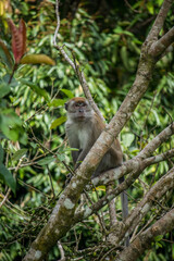 Long Tailed Macaque sitting on a tree branch in the forest of Mount Seulawah Inong.