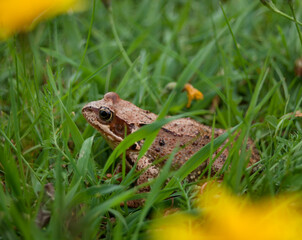 Frog in the grass surrounded by yellow flowers