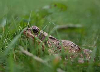 Closeup on frog in the grass