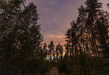 sunset in the forest