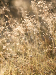 Golden grass growing in the garden