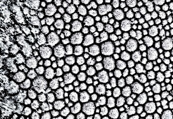 Naklejka premium Illustration. Virus bodies, detailed macro view.