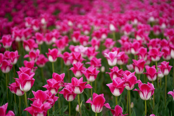 Obraz premium tulip field. Horizontal row of tulips on the field in the spring time