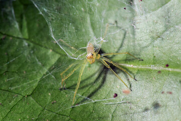 Yellow lynx spider on leaf in nature, macro view.