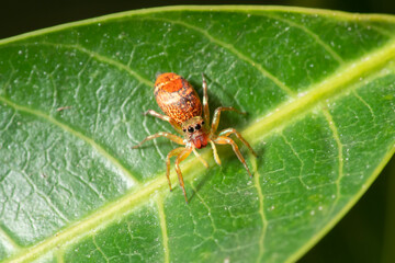 Fototapeta premium Jump spider in the green garden
