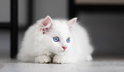 White ragdoll kitten lying on floor at home and looking back. Fluffy domestic feline pet cat with...