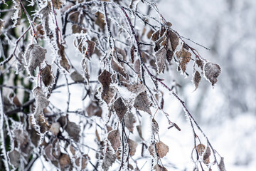 Winter birch leaves covered with frost.