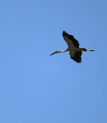 Asian open bill stork in flight