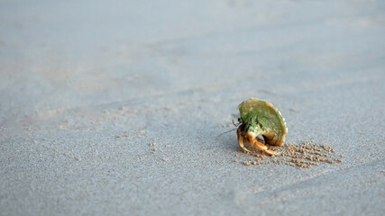 Small hermit crab from sea walking on sand beach