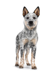 Naklejka na ściany i meble Sweet Cattle dog puppy, standing facing front. Looking fierce towards camera. Isolated on w hite background. Mouth closed.