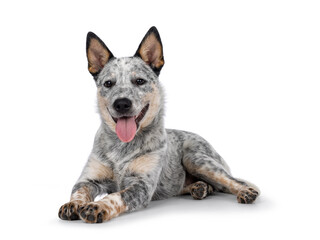 Sweet Cattle dog puppy, laying down side ways on wdge. Looking sweet towards camera. Isolated on white background. Mouth open tongue out panting. - Powered by Adobe